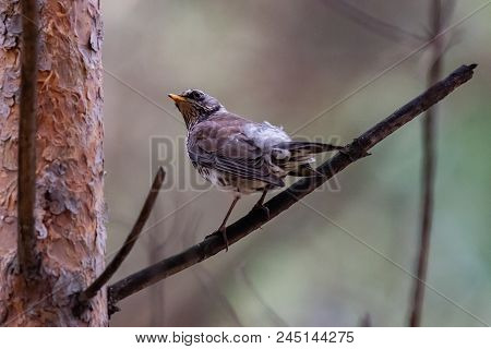 Fieldfare On A Branch Of A Pine. Russia, Siberia, The Novosibirsk Region.
