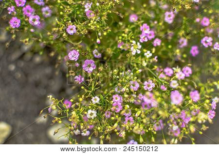 Alyssum Pink, Rose Colored, Fragrant Flower, Grows A Large Bush In The Park, The Garden