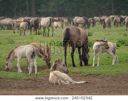 many wild horses in the german muensterland