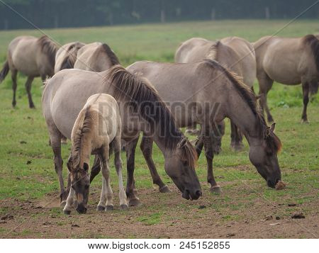 many wild horses in the german muensterland