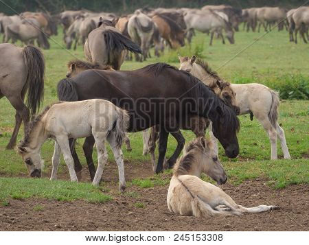 many wild horses in the german muensterland