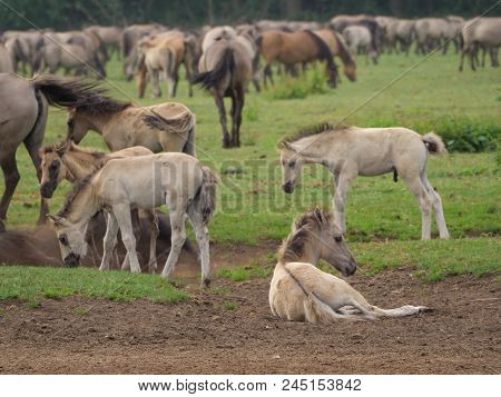 many wild horses in the german muensterland