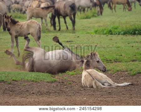 many wild horses in the german muensterland