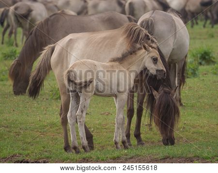 many wild horses in the german muensterland