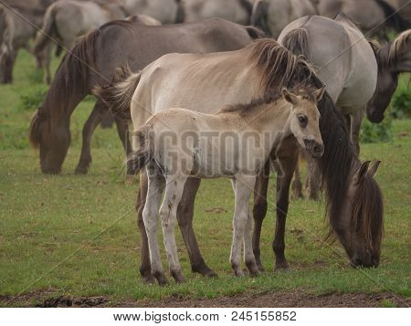 many wild horses in the german muensterland