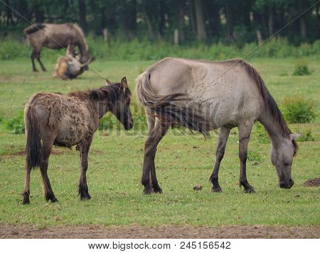 many wild horses in the german muensterland