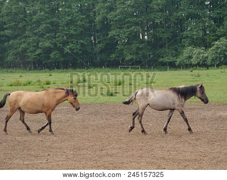 many wild horses in the german muensterland
