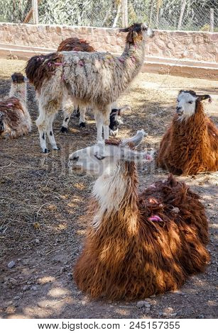Lamas In A Farm, Tilcara, Argentina, South America