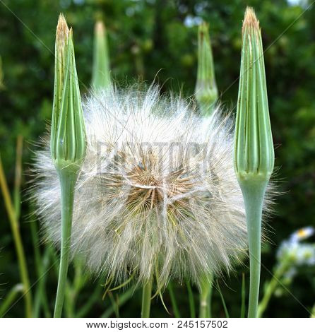 June. Some Wildflowers Are Covered With Seeds With Lightweight Fuzz-parachutes. They Are Waiting For