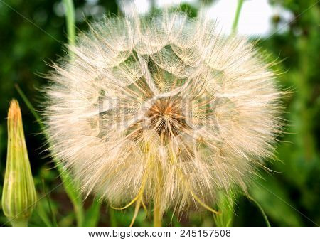 June. Some Wildflowers Are Covered With Seeds With Lightweight Fuzz-parachutes. They Are Waiting For