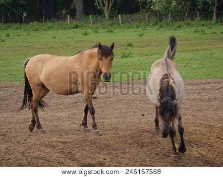 many wild horses in the german muensterland