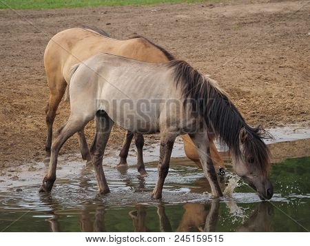 many wild horses in the german muensterland