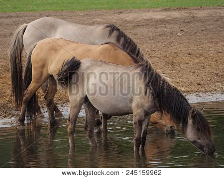 many wild horses in the german muensterland