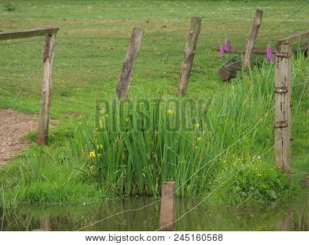 many wild horses in the german muensterland