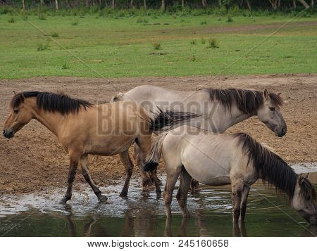 many wild horses in the german muensterland
