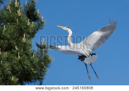 Great Blue Heron, In Flight To A Tree