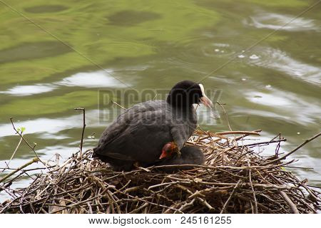 A Black Moorhen, In The Rest On Its Nest In The Middle Of The Lake. The Head Is Black And Its Beak I