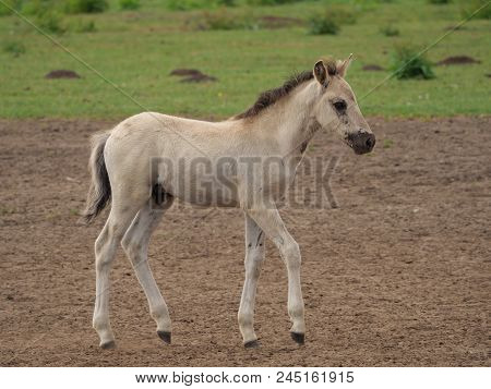 many wild horses in the german muensterland