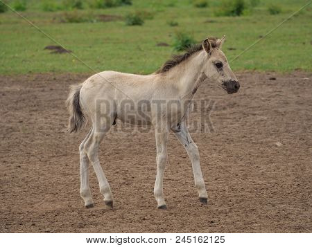 many wild horses in the german muensterland