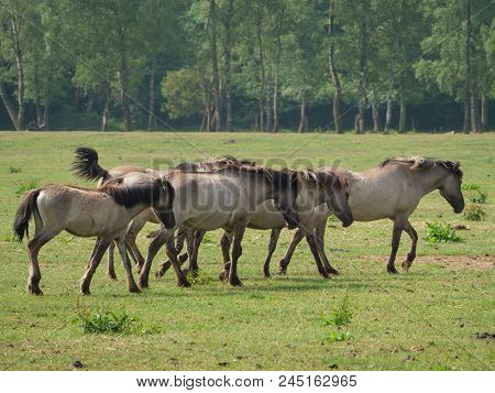 many wild horses in the german muensterland