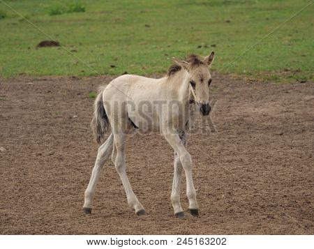 many wild horses in the german muensterland