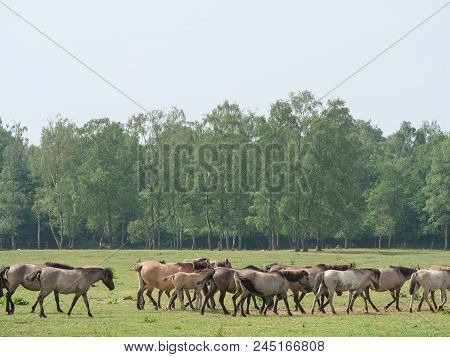many willd horses in the german muensterland