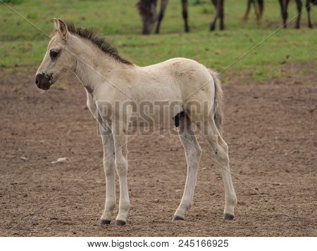 many wild horses in the german muensterland