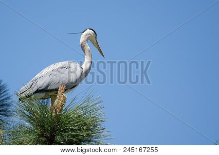 Great Blue Heron Standing The Green Tree
