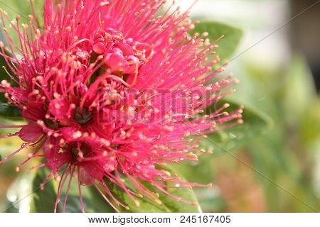 Pink Of Golden Penda Blurred Garden As Background.