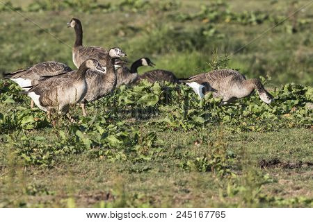 Canada Goose-hybride  (branta Canadagensis)