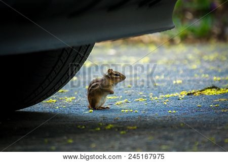 North American Chipmunk Exploring The Driveway Early Spring