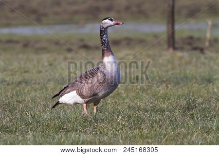 Canada Goose-hybride  (branta Canadagensis)