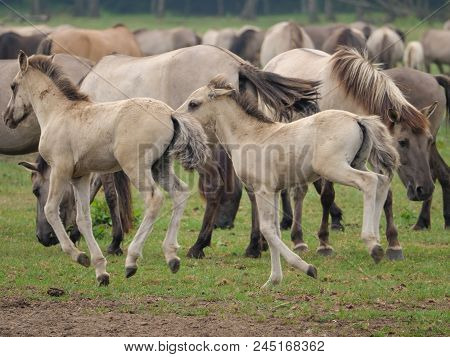 many wild horses in the german muensterland