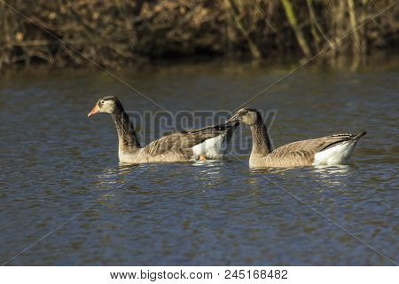 Canada Goose-hybride  (branta Canadagensis)