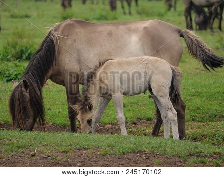 many wild horses in the german muensterland