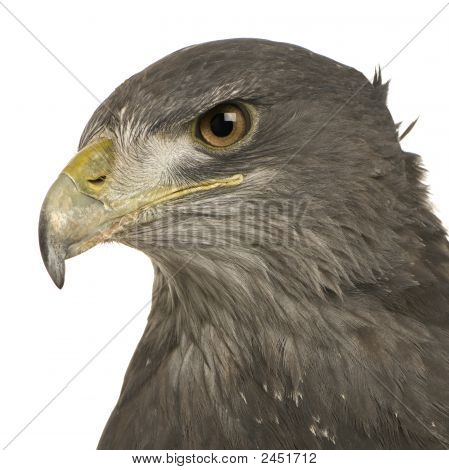 Kara göğüslü şahin-kartal () - Geranoaetus Melanoleucus