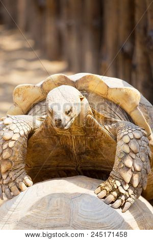 Mating Giant Gray Turtles. Very Large Turtle With Powerful Columnar Legs And Relatively Small Head.