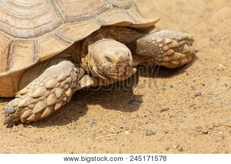 Very Large Turtle With Powerful Columnar Legs And A Relatively Small Head. Slow Life Of Land Tortois