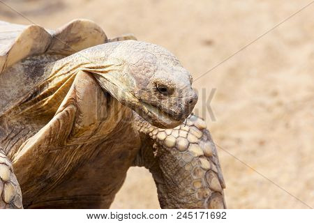 Very Large Turtle With Powerful Columnar Legs And A Relatively Small Head. Slow Life Of Land Tortois