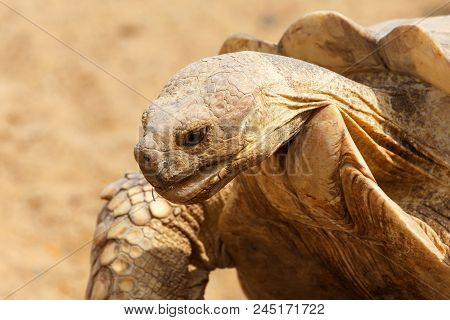 Very Large Turtle With Powerful Columnar Legs And A Relatively Small Head. Slow Life Of Land Tortois