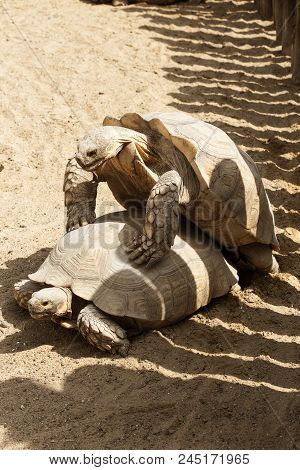 Mating Giant Gray Turtles. Very Large Turtle With Powerful Columnar Legs And Relatively Small Head.
