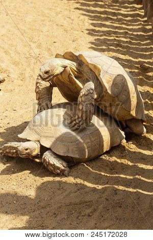 Mating Giant Gray Turtles. Very Large Turtle With Powerful Columnar Legs And Relatively Small Head.