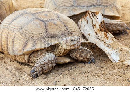 Very Large Turtle With Powerful Columnar Legs And A Relatively Small Head. Slow Life Of Land Tortois