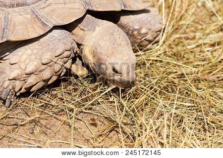 Very Large Turtle With Powerful Columnar Legs And A Relatively Small Head. Slow Life Of Land Tortois