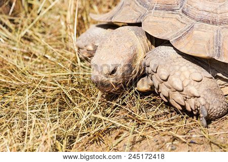 Very Large Turtle With Powerful Columnar Legs And A Relatively Small Head. Slow Life Of Land Tortois