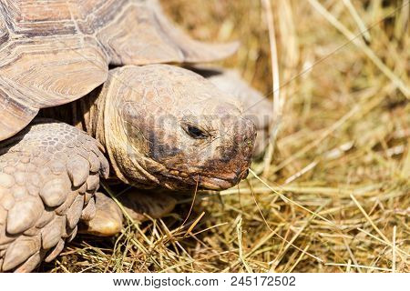 Very Large Turtle With Powerful Columnar Legs And A Relatively Small Head. Slow Life Of Land Tortois