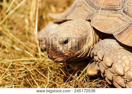 Very Large Turtle With Powerful Columnar Legs And A Relatively Small Head. Slow Life Of Land Tortois