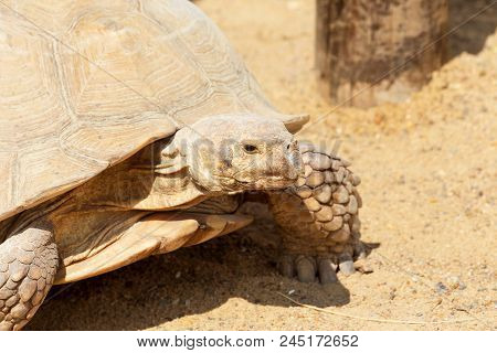 Very Large Turtle With Powerful Columnar Legs And A Relatively Small Head. Slow Life Of Land Tortois