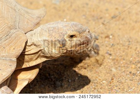 Very Large Turtle With Powerful Columnar Legs And A Relatively Small Head. Slow Life Of Land Tortois