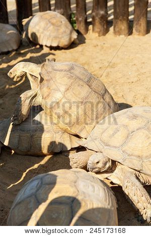 Mating Giant Gray Turtles. Very Large Turtle With Powerful Columnar Legs And Relatively Small Head.
